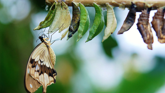 What does sustainability mean for Boards, CEOs and executive teams? In what ways is business transforming?